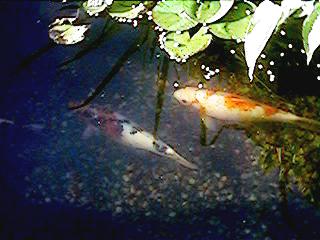 My fish